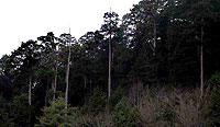 高野槙の純林の写真