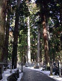奥之院の大杉林の写真